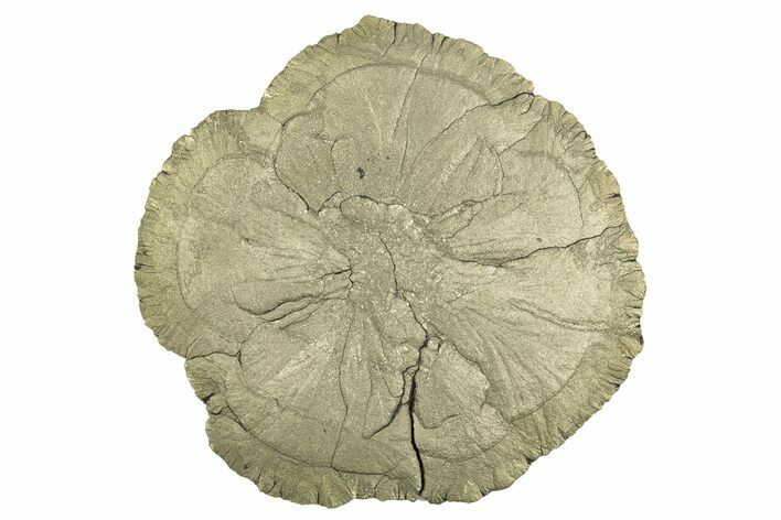 Large, Pyrite Sun - Sparta, Illinois #315836